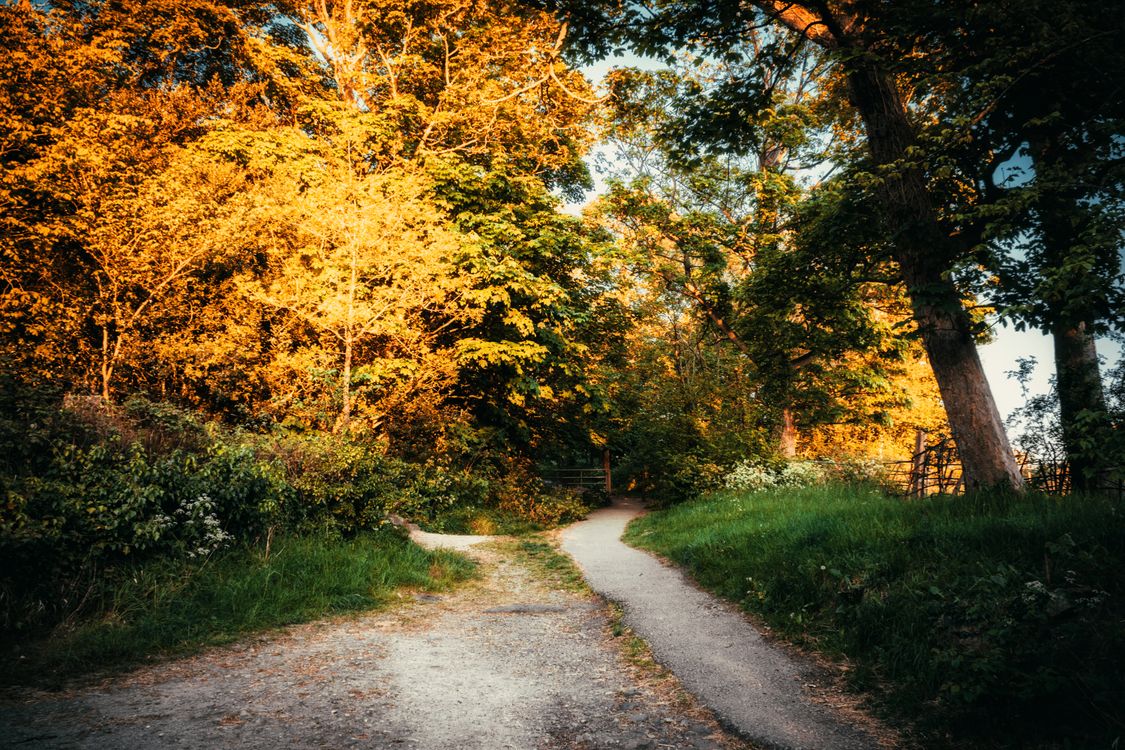 Warm autumn path, choosing between health share vs insurance